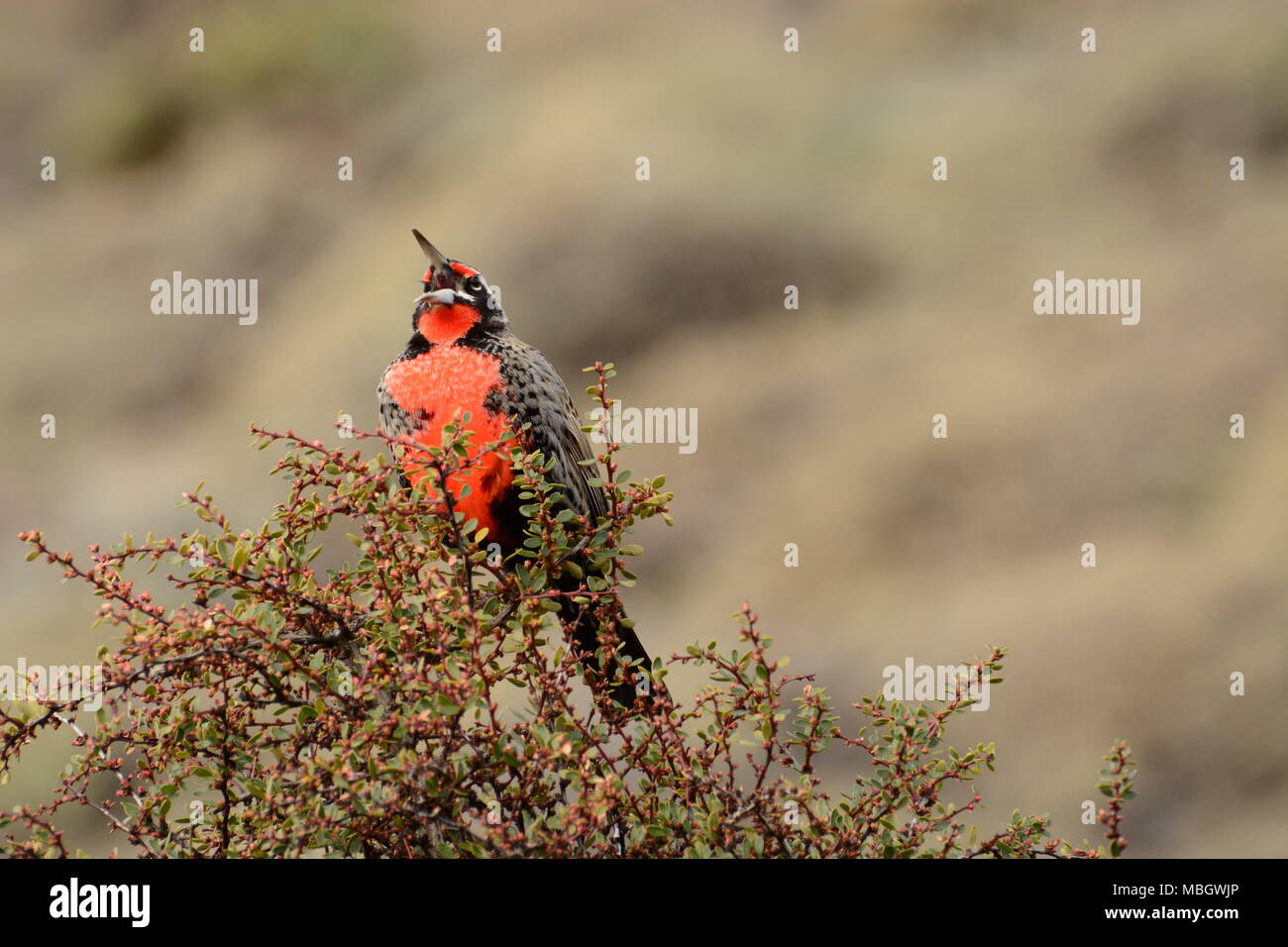 Male Long Tailed Meadow Lark sitting on top of bush Stock Photo