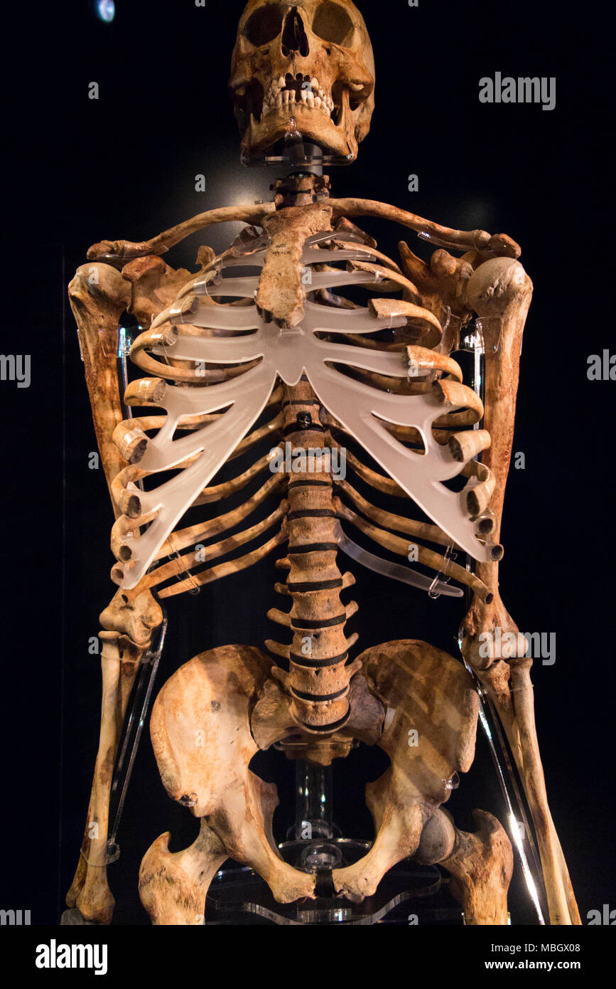 Described as 'An Archer's Skeleton' this skeleton display was recovered from wreck of the Mary Rose. The Mary Rose Museum, Historic Dockyard, Portsmouth, UK Stock Photo