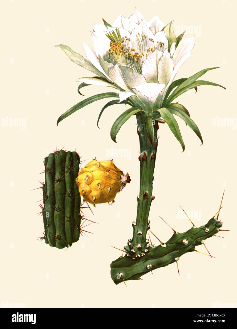Harrisia gracilis (Miller) Britton Stock Photo