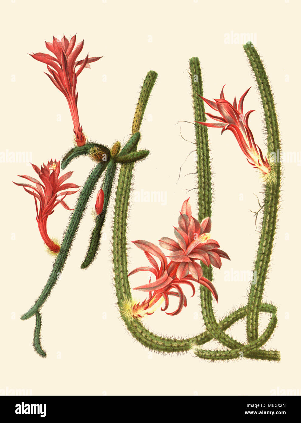 Disocactus flagelliformis (L.) Barthlott [as Aporocactus leptophis (DC.) Britton & Rose] Stock Photo