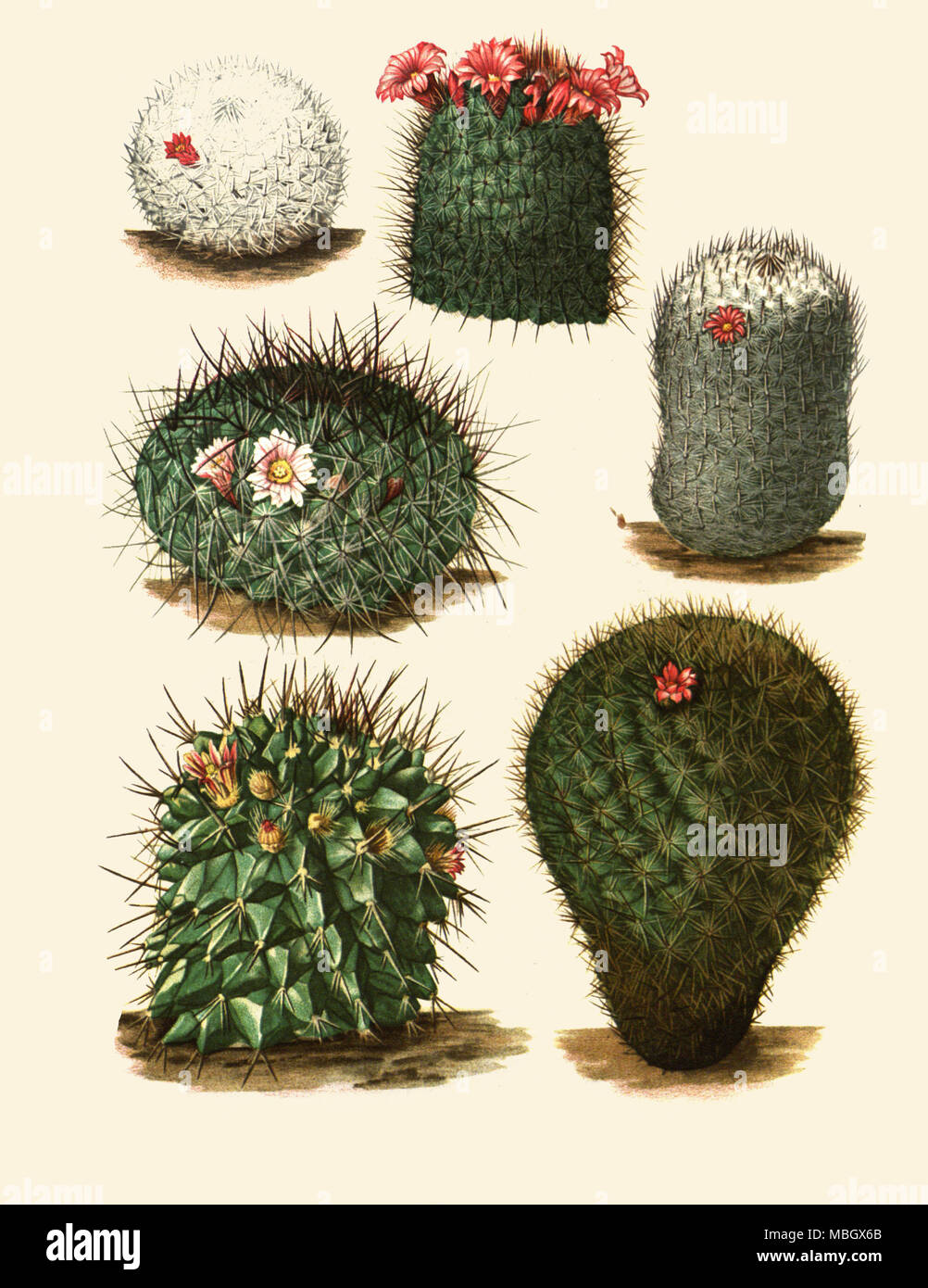 Mammillaria pseudoperbella Quehl [as Neomammillaria pseudoperbella (Quehl) Britton & Rose] Neomammillaria pseudoperbella (Quehl) Britton & Rose Stock Photo