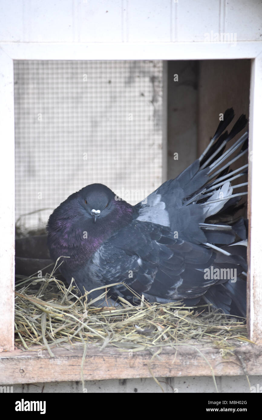 nesting pigeon Stock Photo