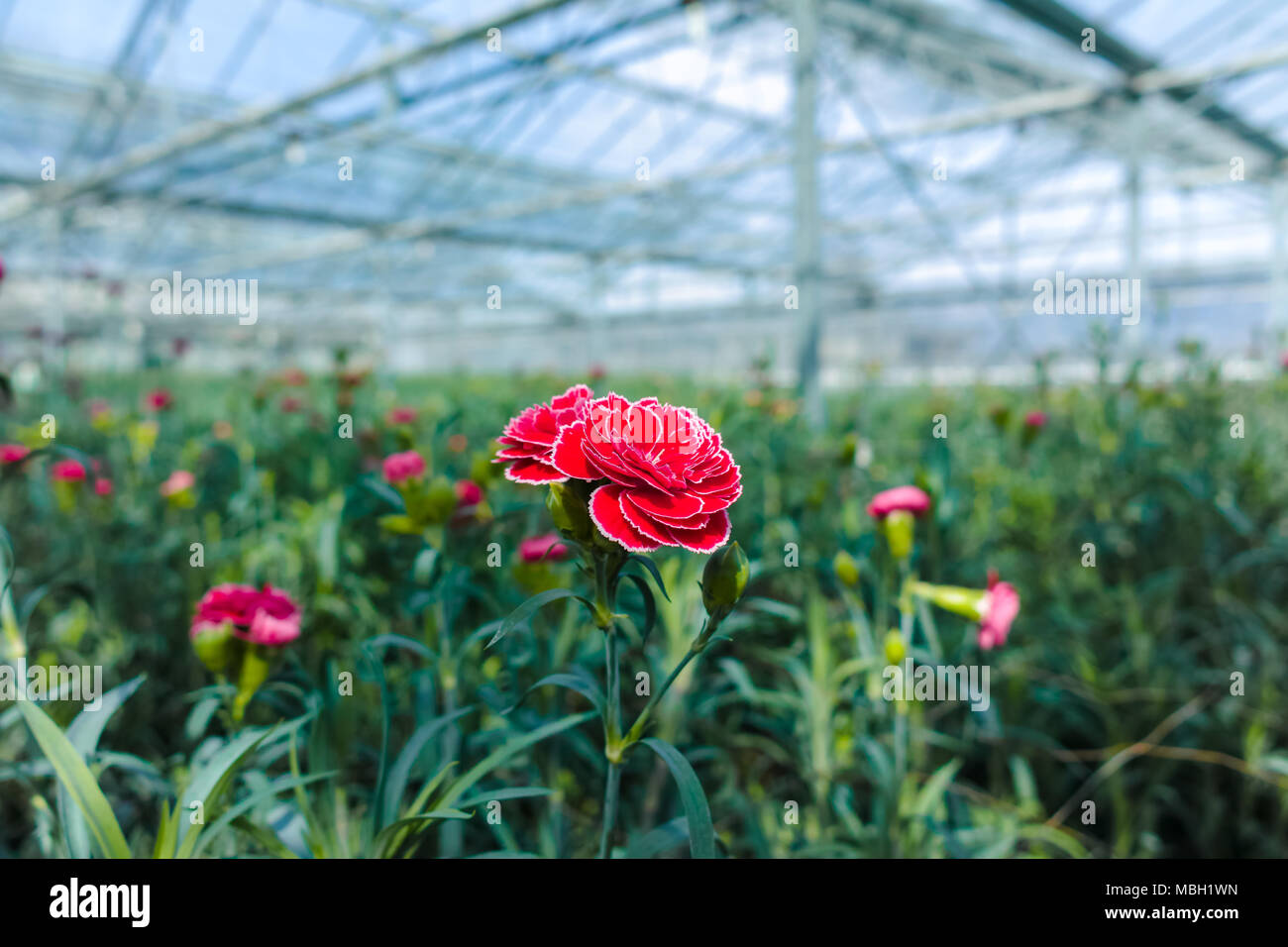 Carnation greenhouse hires stock photography and images Alamy