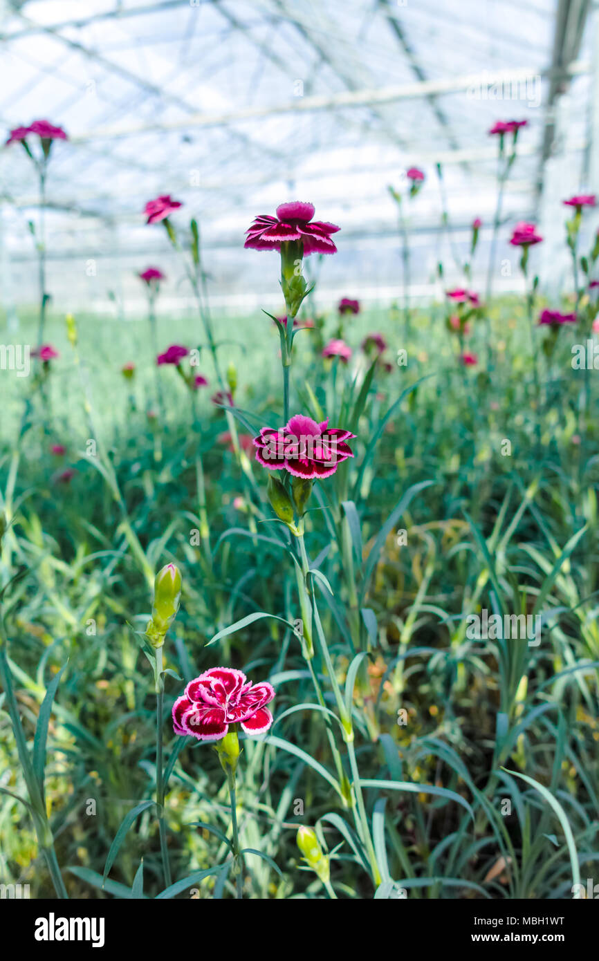Carnation greenhouse hires stock photography and images Alamy