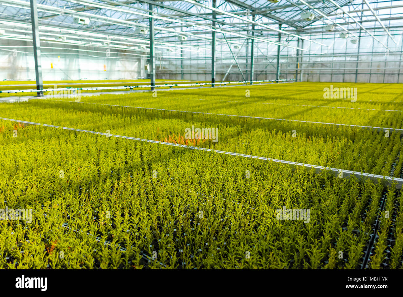 Cupressus macrocarpa Gold crest house conifer young plants growing in Dutch greenhouse in small pots Stock Photo