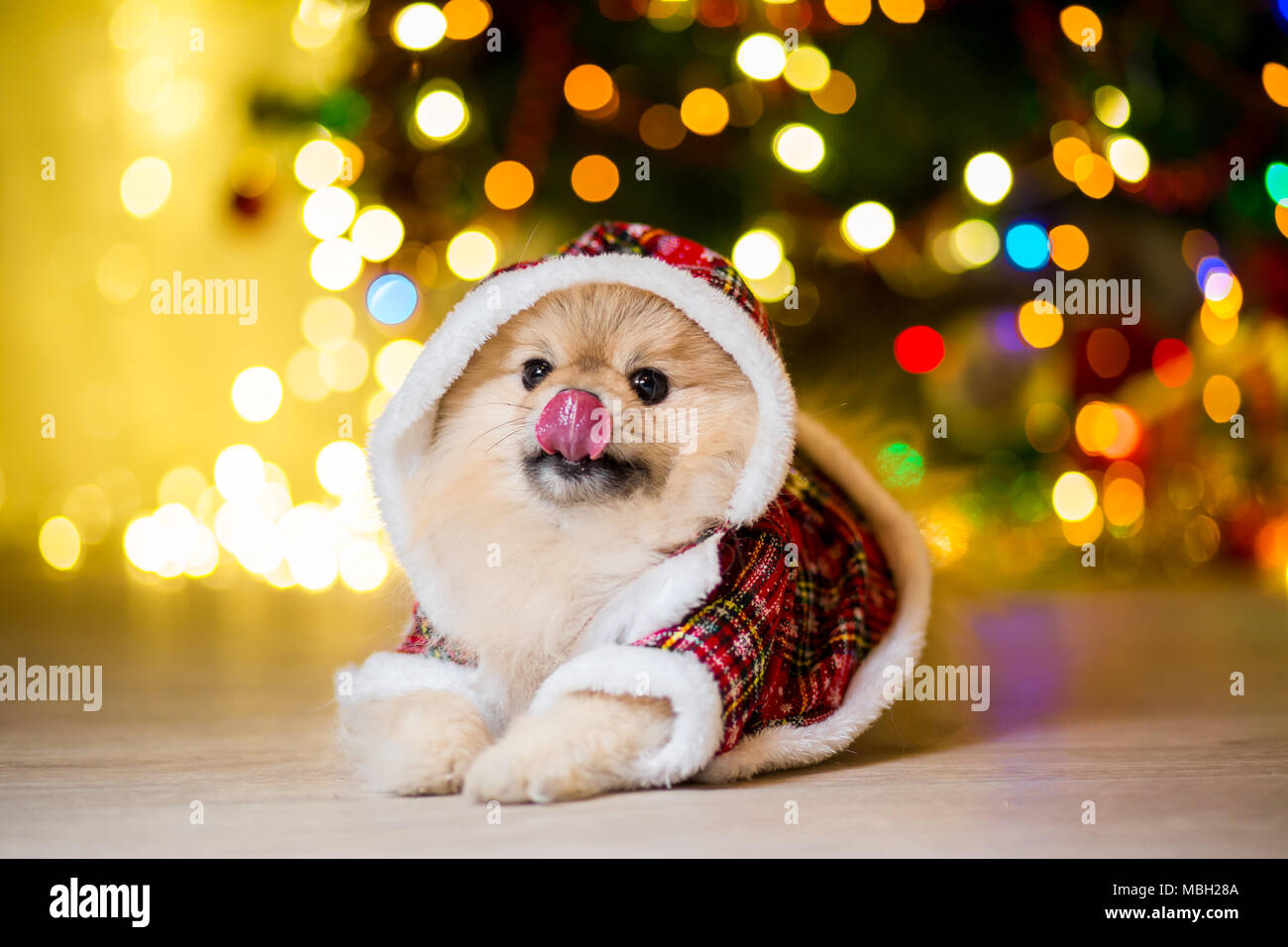 Download A Dog Of The Pomeranian Dog In A Gnome Costume Near A Christmas Tree With Garlands Stock Photo Alamy