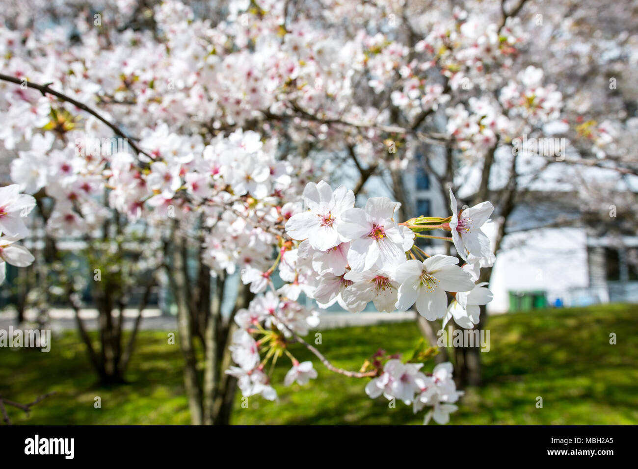 Cherry blossom tree branch in full bloom hi-res stock photography and ...