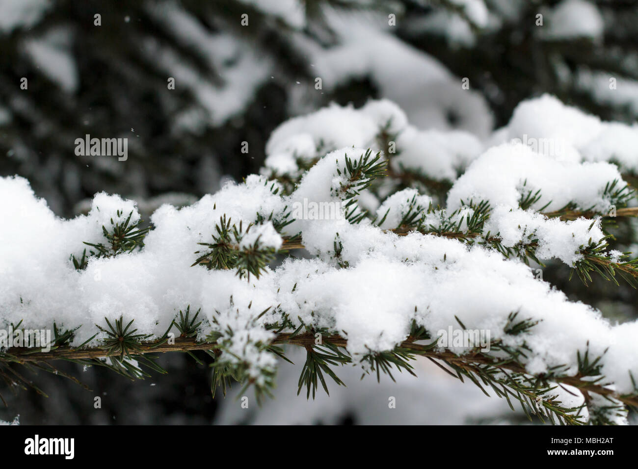 Evergreen branches on white Stock Photo by ©Nataly-Nete 174071470