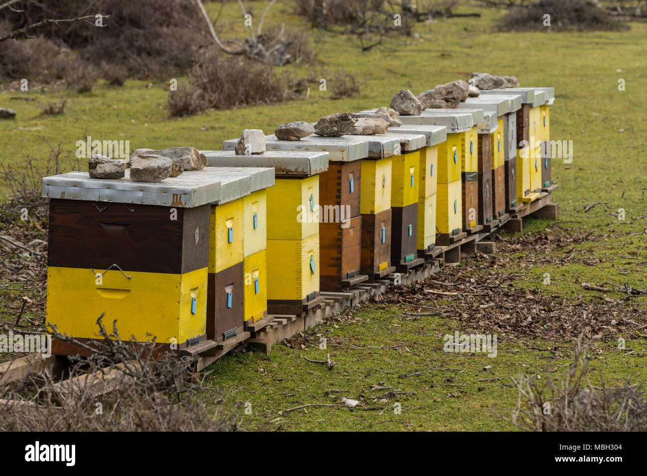 Apiary on a pasture in Croatia (island Cres) in spring Stock Photo