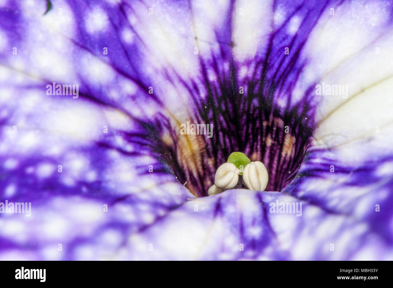 petunia pendula, surfinia, petunia Stock Photo