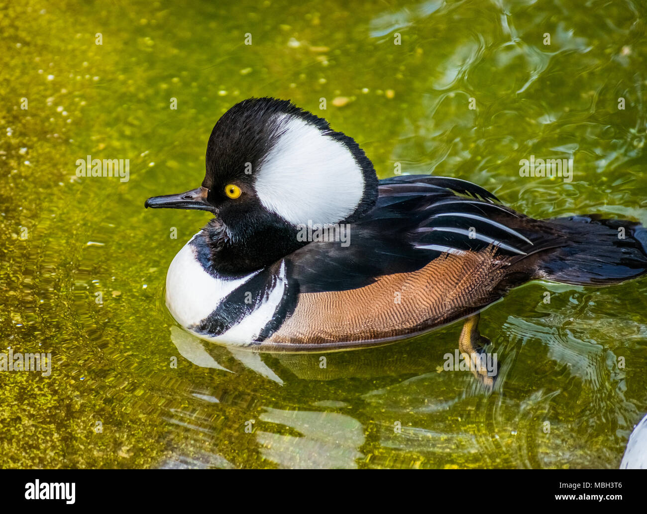 hooded merganser duck in water Stock Photo Alamy