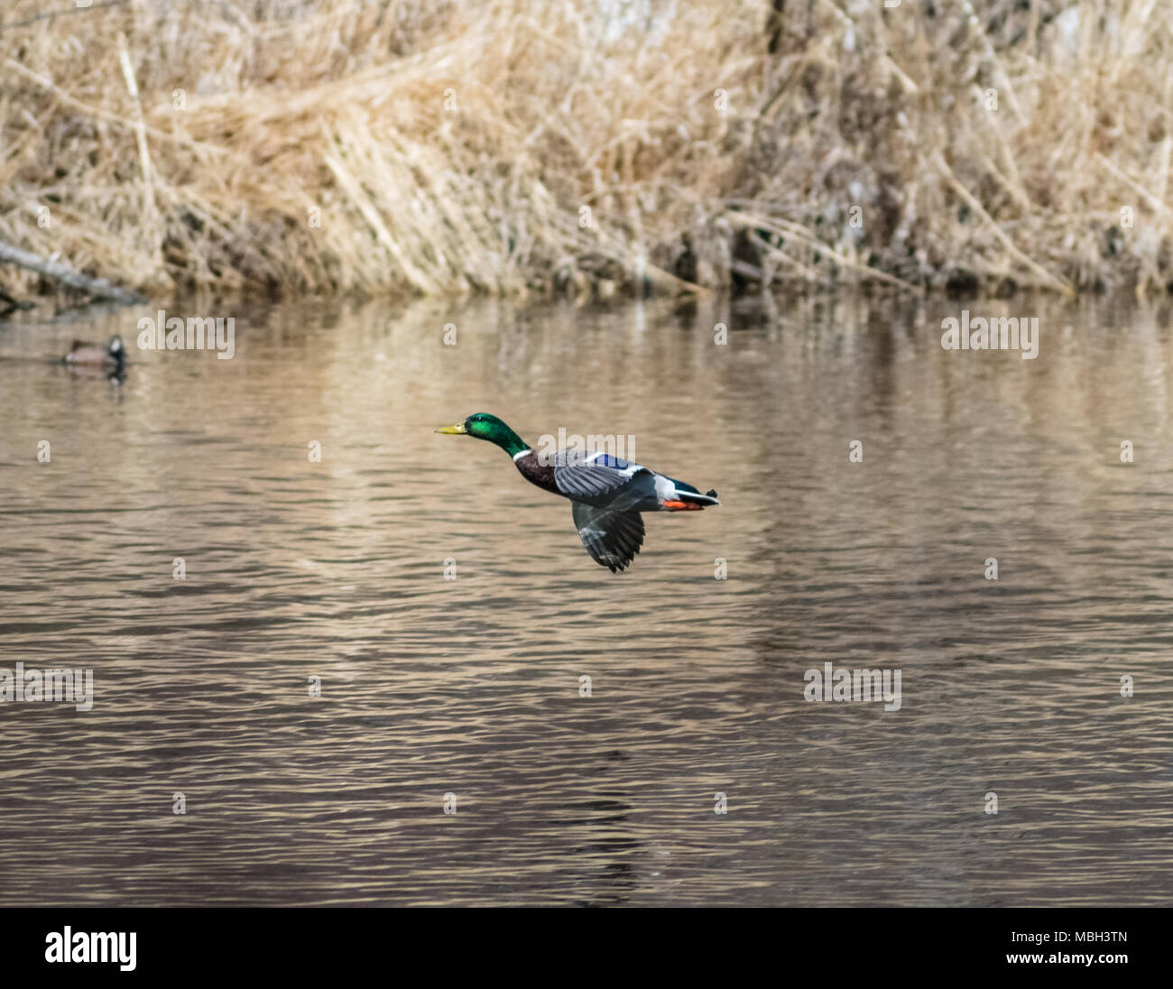 mallard duck flying over a body of water Stock Photo