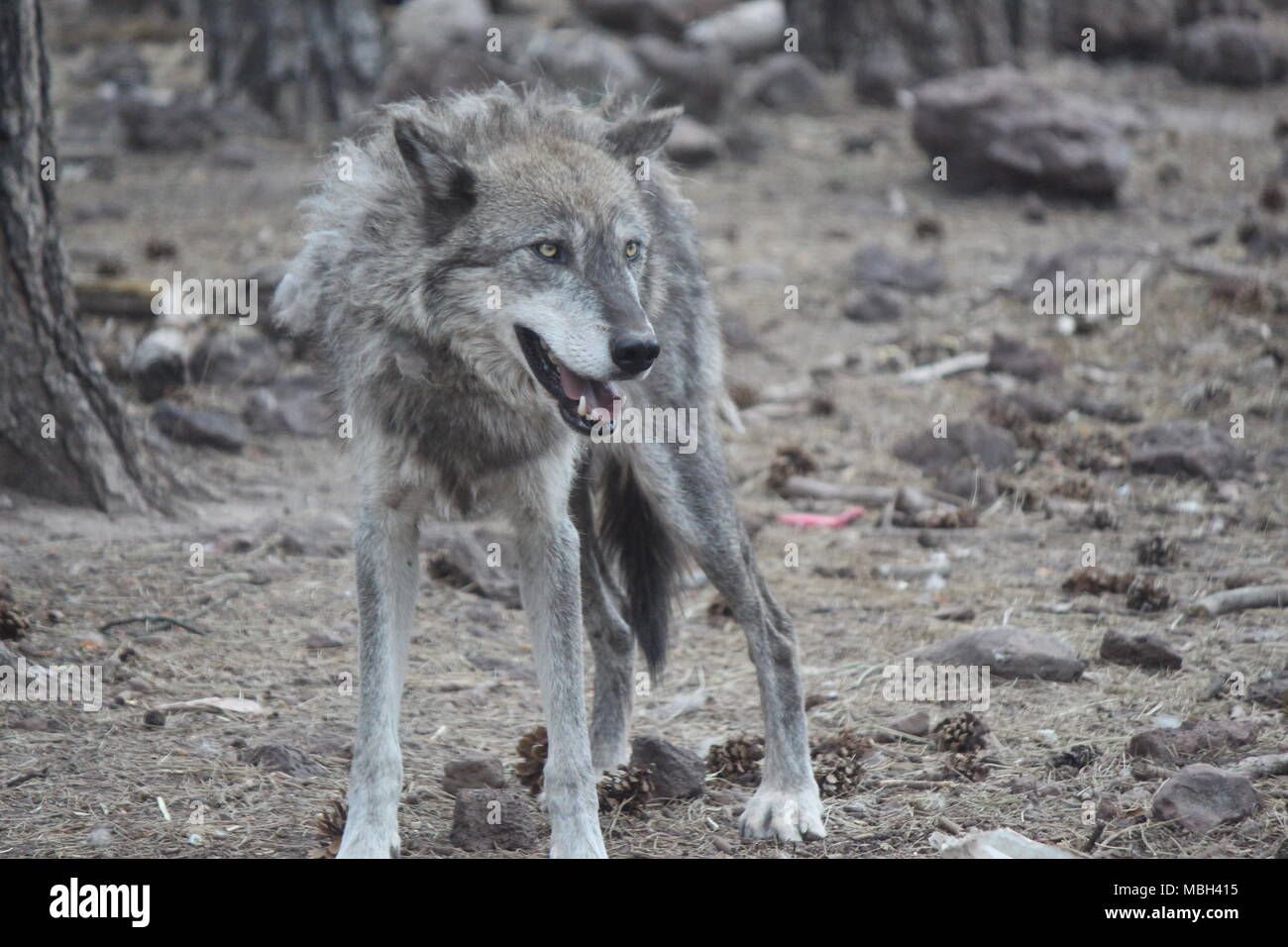 Standing Wolf Close up Stock Photo