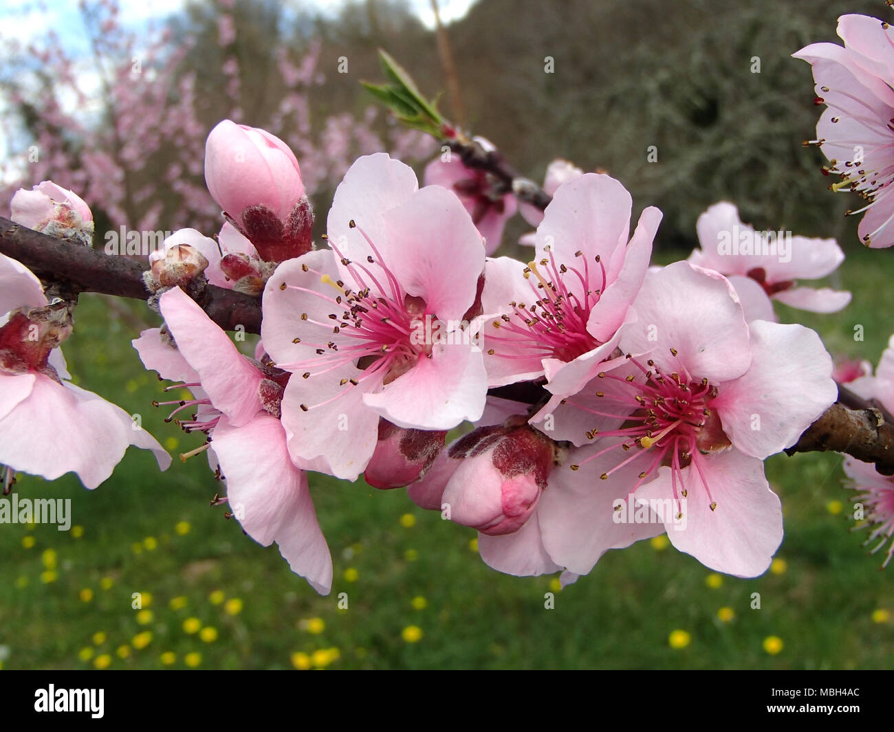 Flowering peach tree peach tree hi-res stock photography and images - Alamy