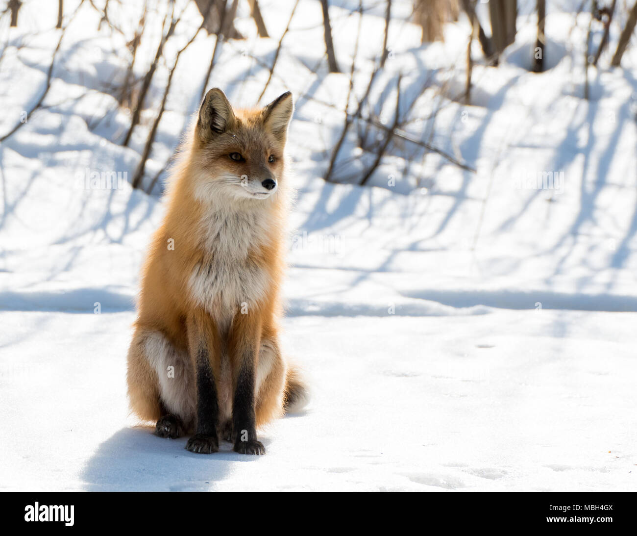 A Red Fox Stops to Rest While Hunting Stock Photo