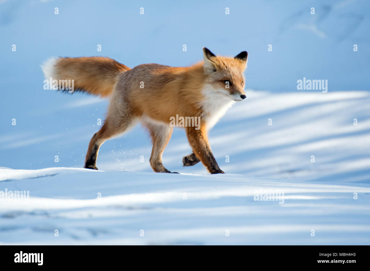 A Red Fox Strolls Along Across the Snow Stock Photo