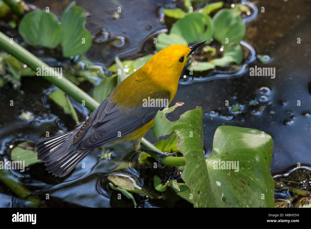 Prothonotary Warbler perched on a plant in the marsh. Stock Photo