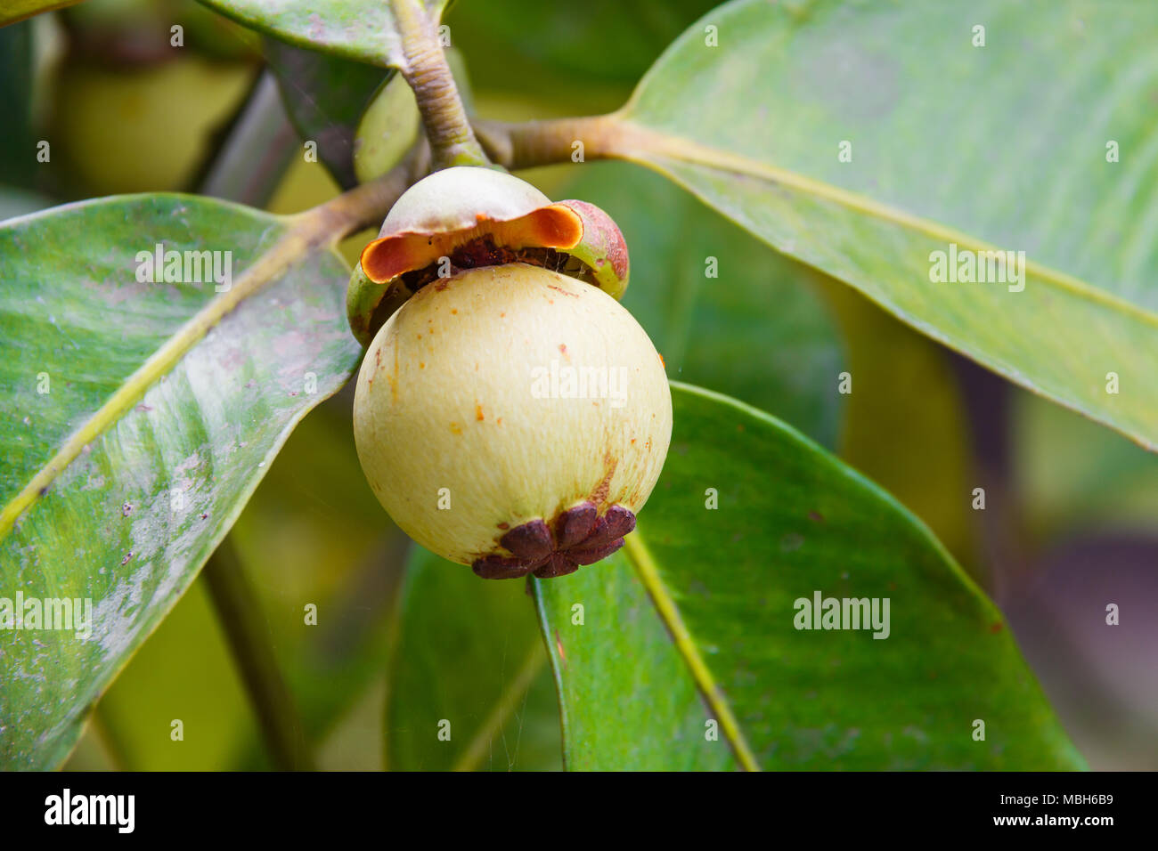Mangosteen tree hires stock photography and images Alamy