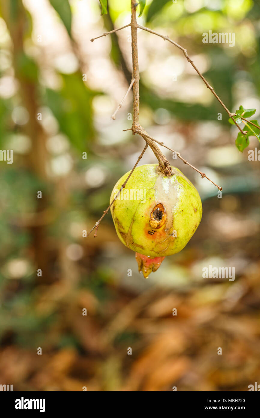 Pomegranate fruit  that is biting by pests and diseases Stock Photo