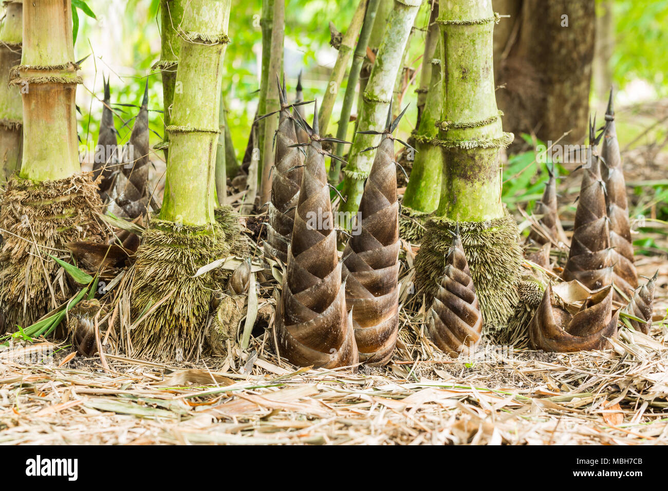 Water bamboo shoot hires stock photography and images Alamy