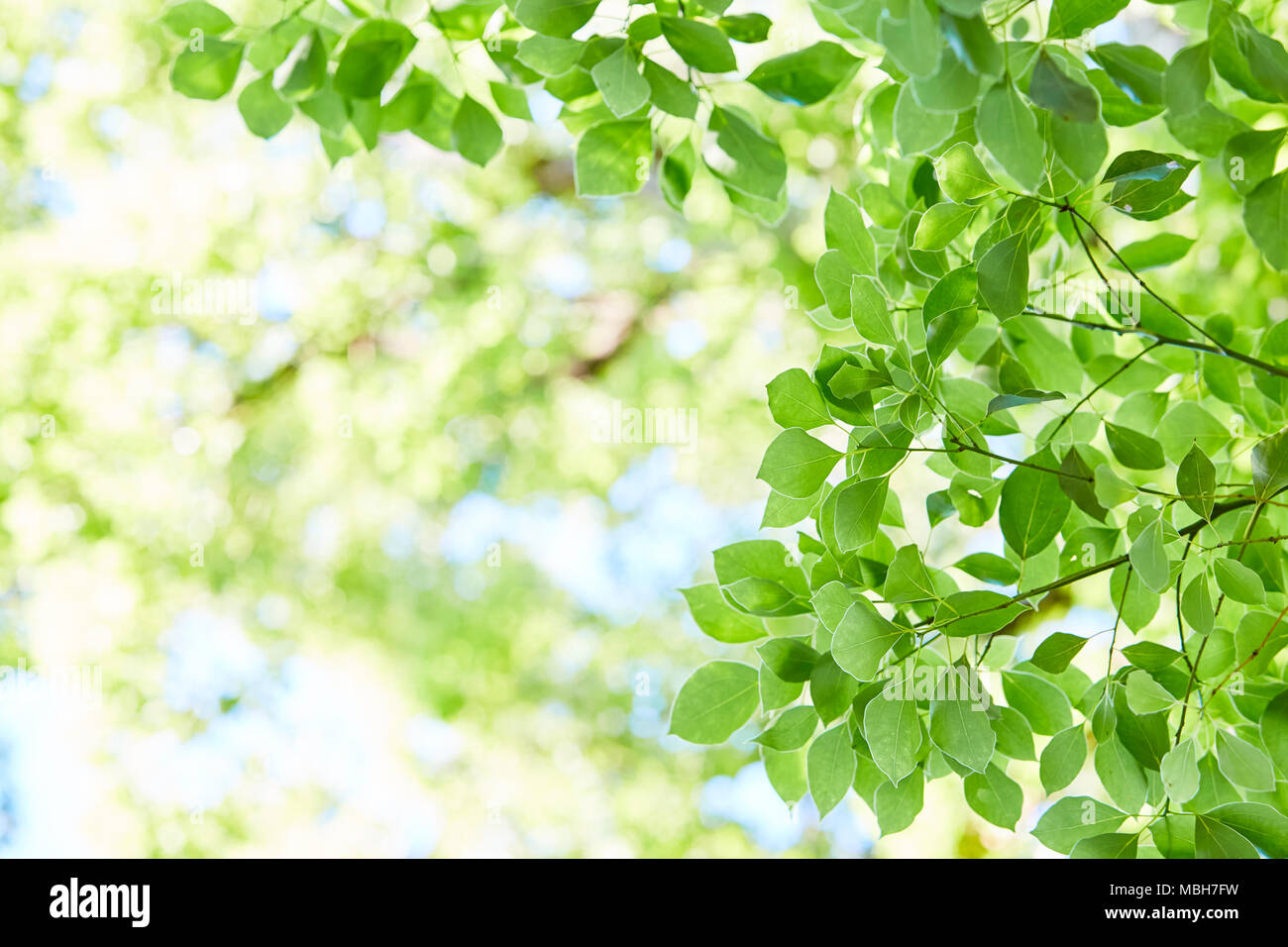 Fresh green in a city park Stock Photo
