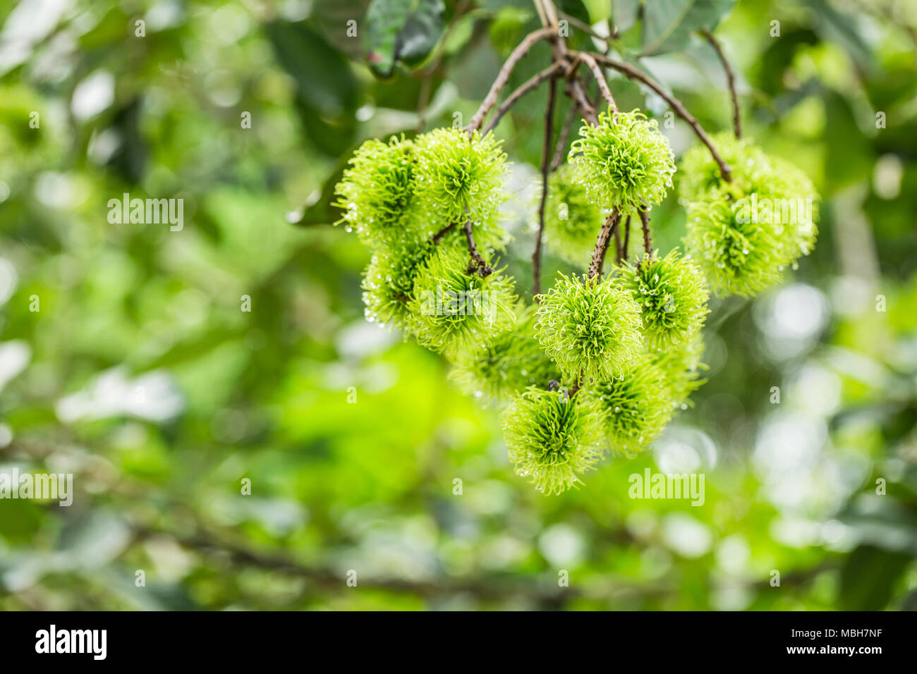 Rambutan orchard hi-res stock photography and images - Alamy
