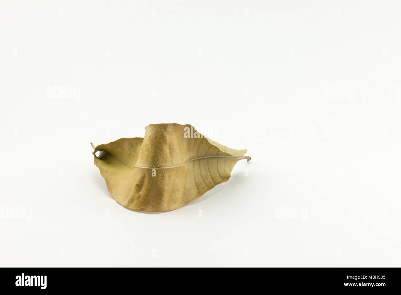 Dried mango leave on white background Stock Photo