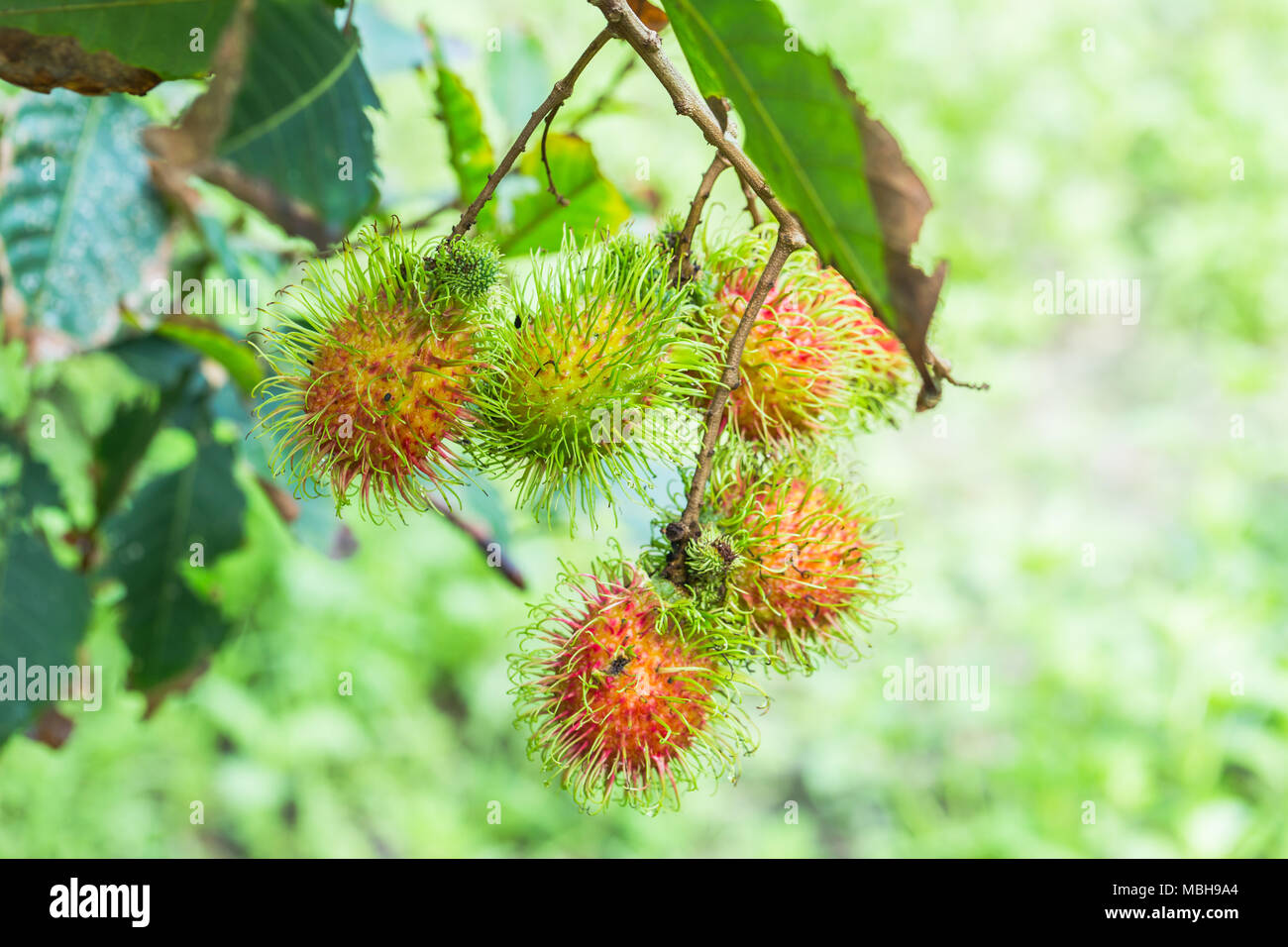Rambutan Orchard High Resolution Stock Photography and Images - Alamy