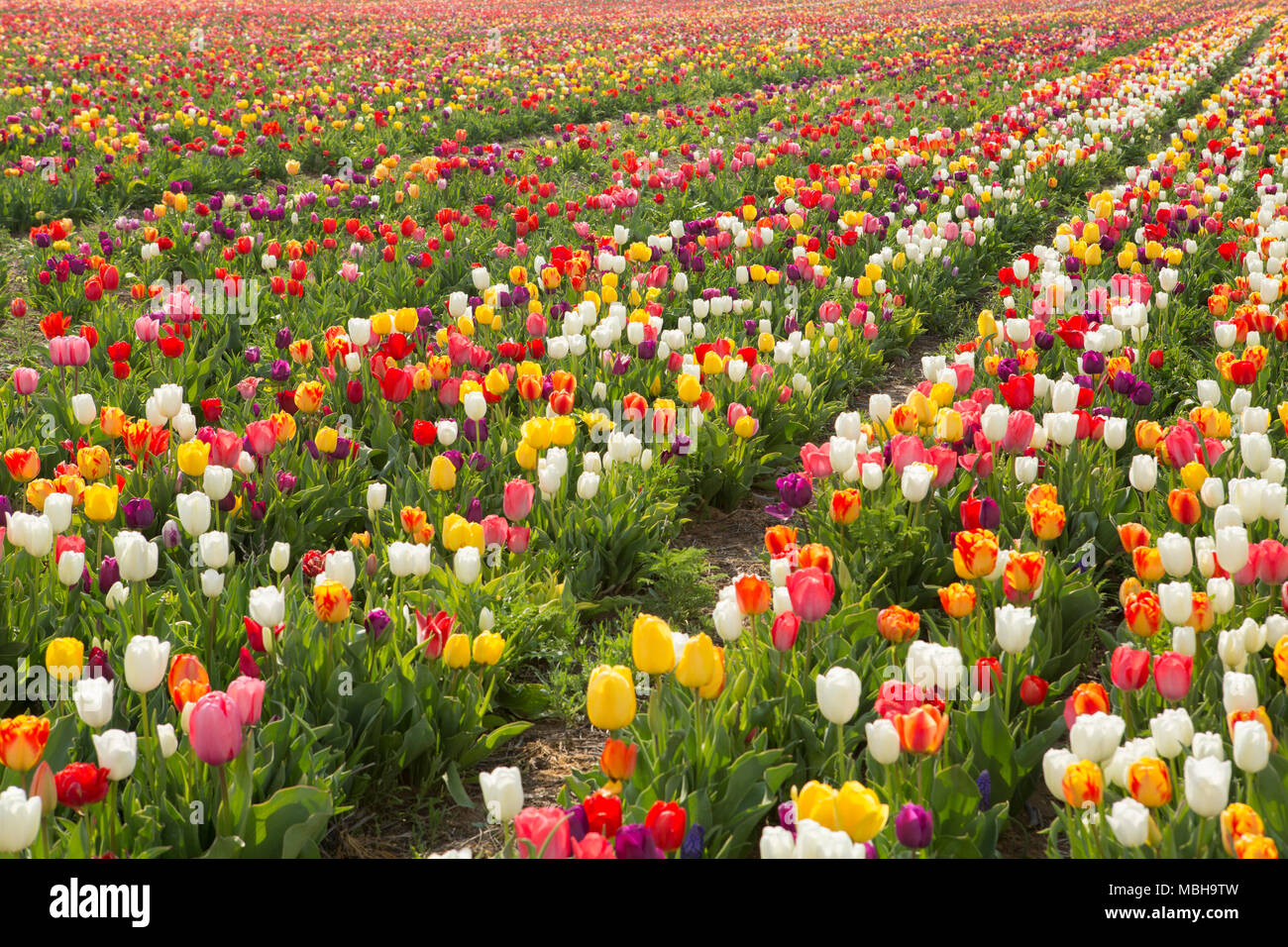 Beautiful field of colorful tulips in spring time Stock Photo - Alamy