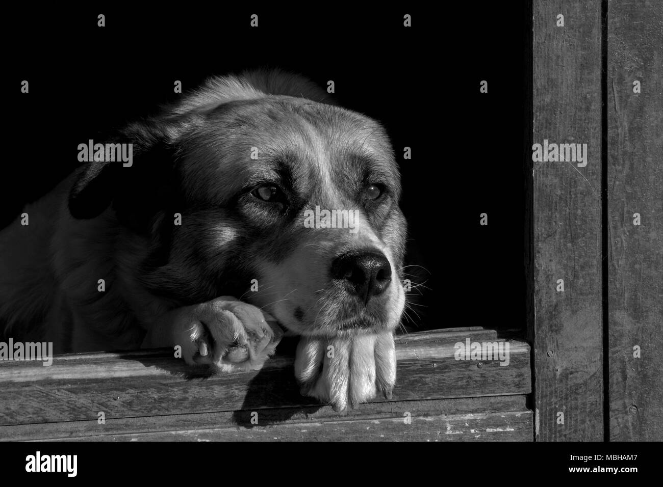 dog sitting in a dog house Stock Photo