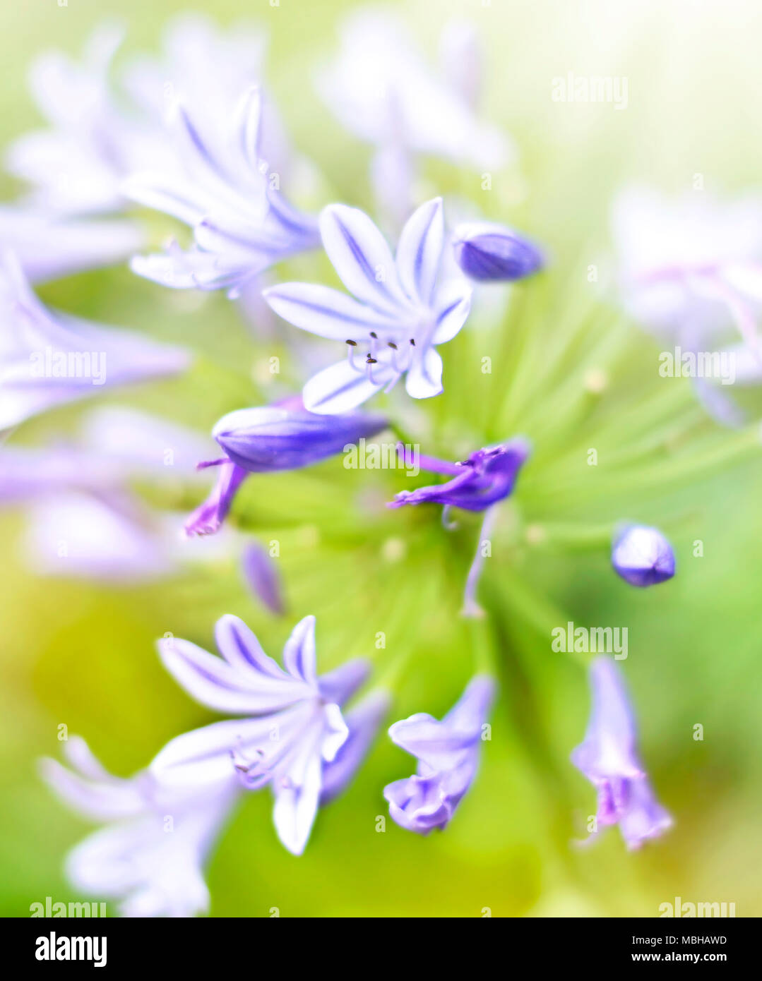 Bluebell flowers in the sun with selective focus and smooth sunlight. Closeup shot of blue bell flowers. Purple spring flowers background. Stock Photo