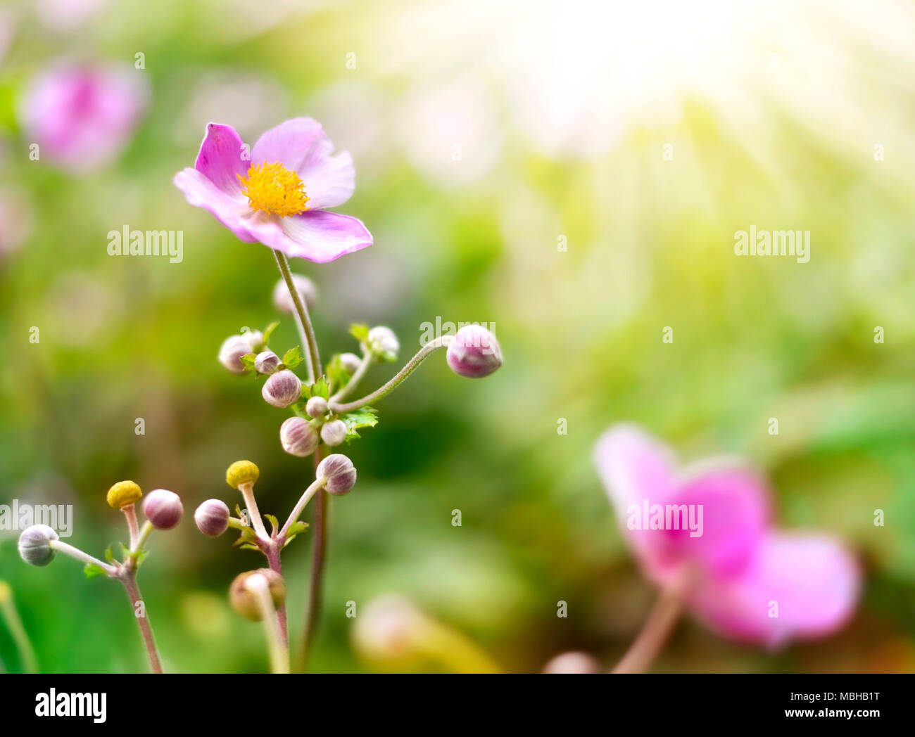 Anemone hupehensis or thimble weed in the sunlight. Autumn flowers, pink flowers with selective focus and blurred background. Stock Photo