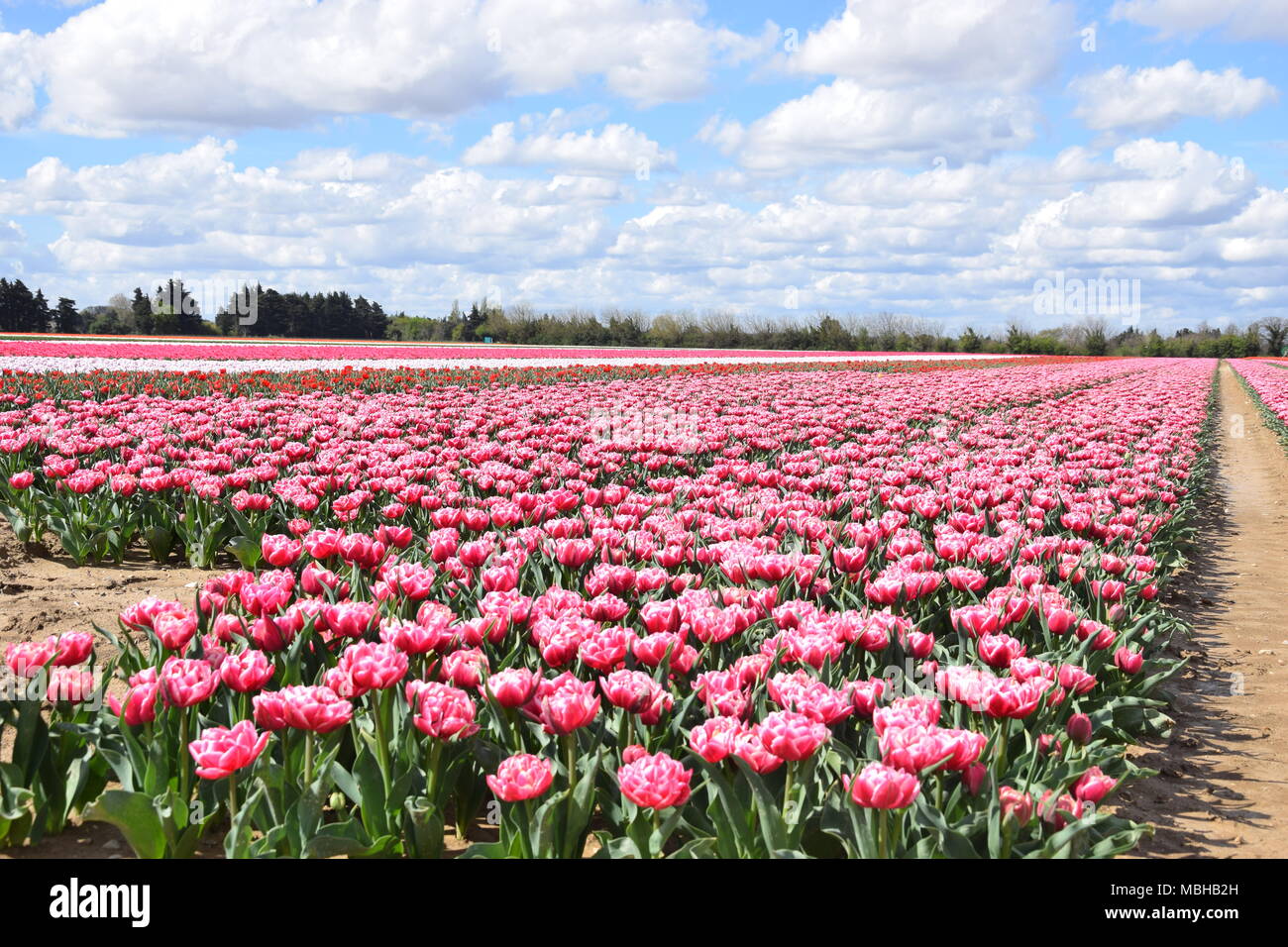 Tulips, Jonquières, PACA, France Stock Photo Alamy