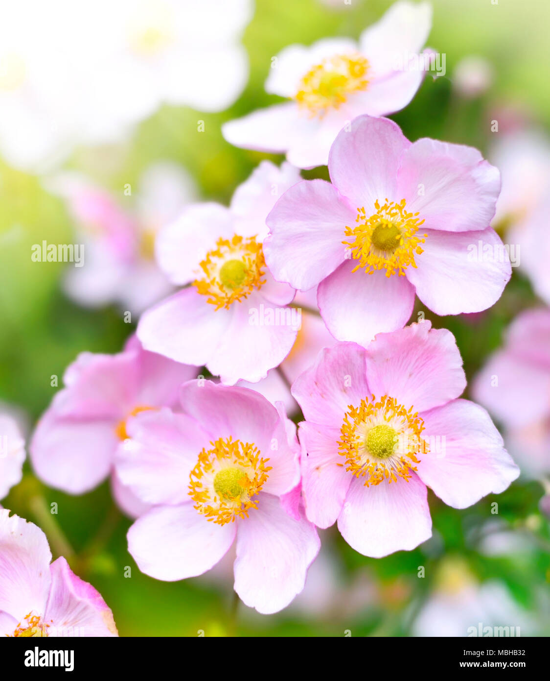 Anemone hupehensis or thimble weed in the sunlight. Autumn flowers, pink flowers with selective focus and blurred background. Stock Photo