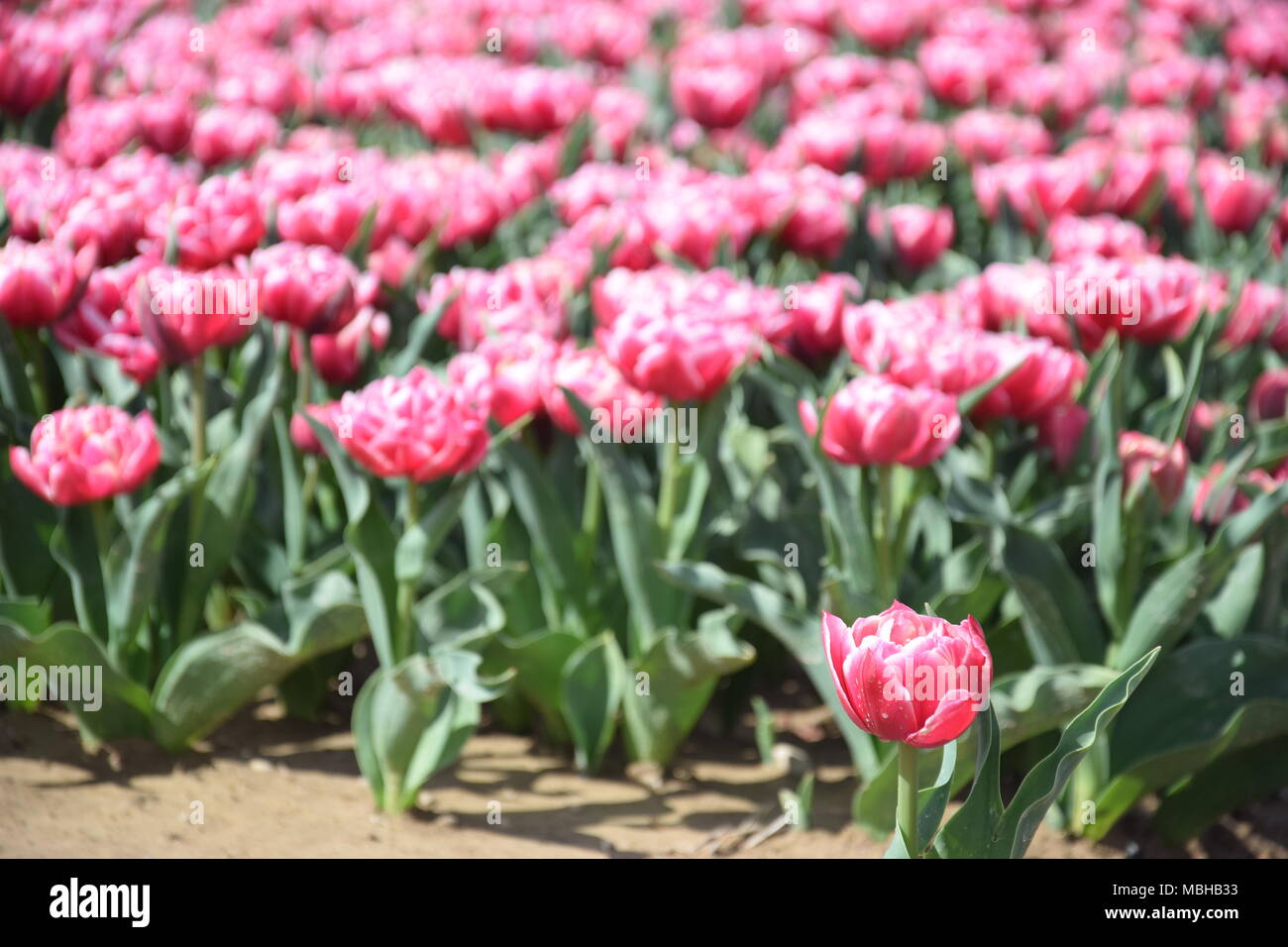 Tulip Jonquieres High Resolution Stock Photography and Images Alamy