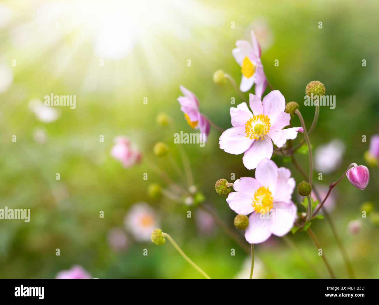 Anemone hupehensis or thimble weed in the sunlight. Autumn flowers, pink flowers with selective focus and blurred background. Stock Photo