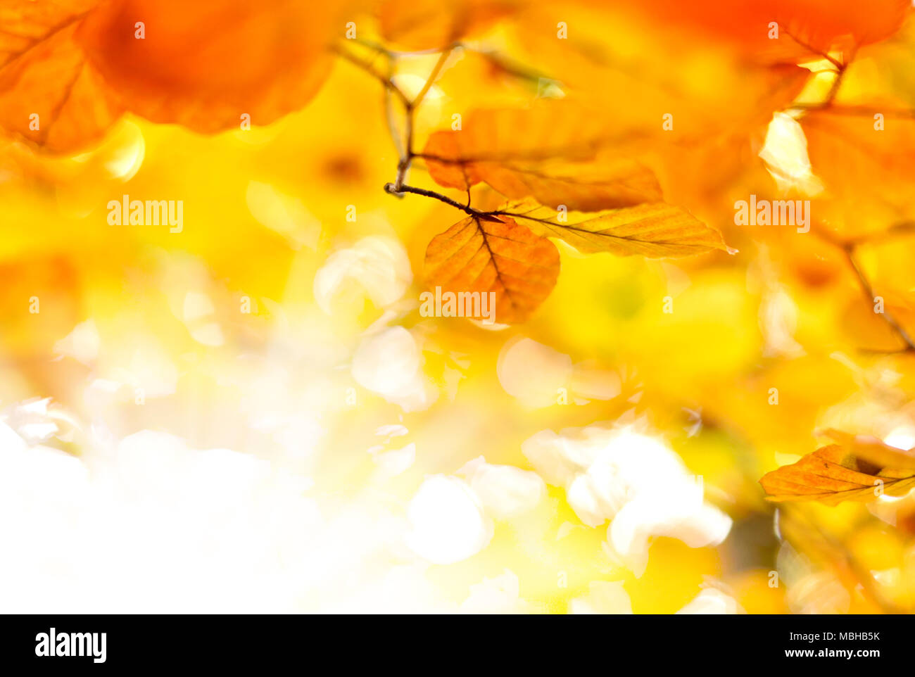 Autumn leaves or foliage background with blur and copy space. Beech leaves, orange colored nature frame. Stock Photo