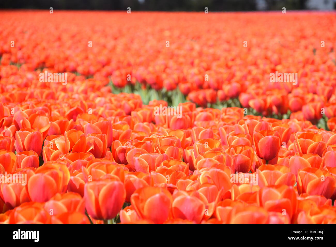 Tulips, Jonquières, PACA, France Stock Photo Alamy