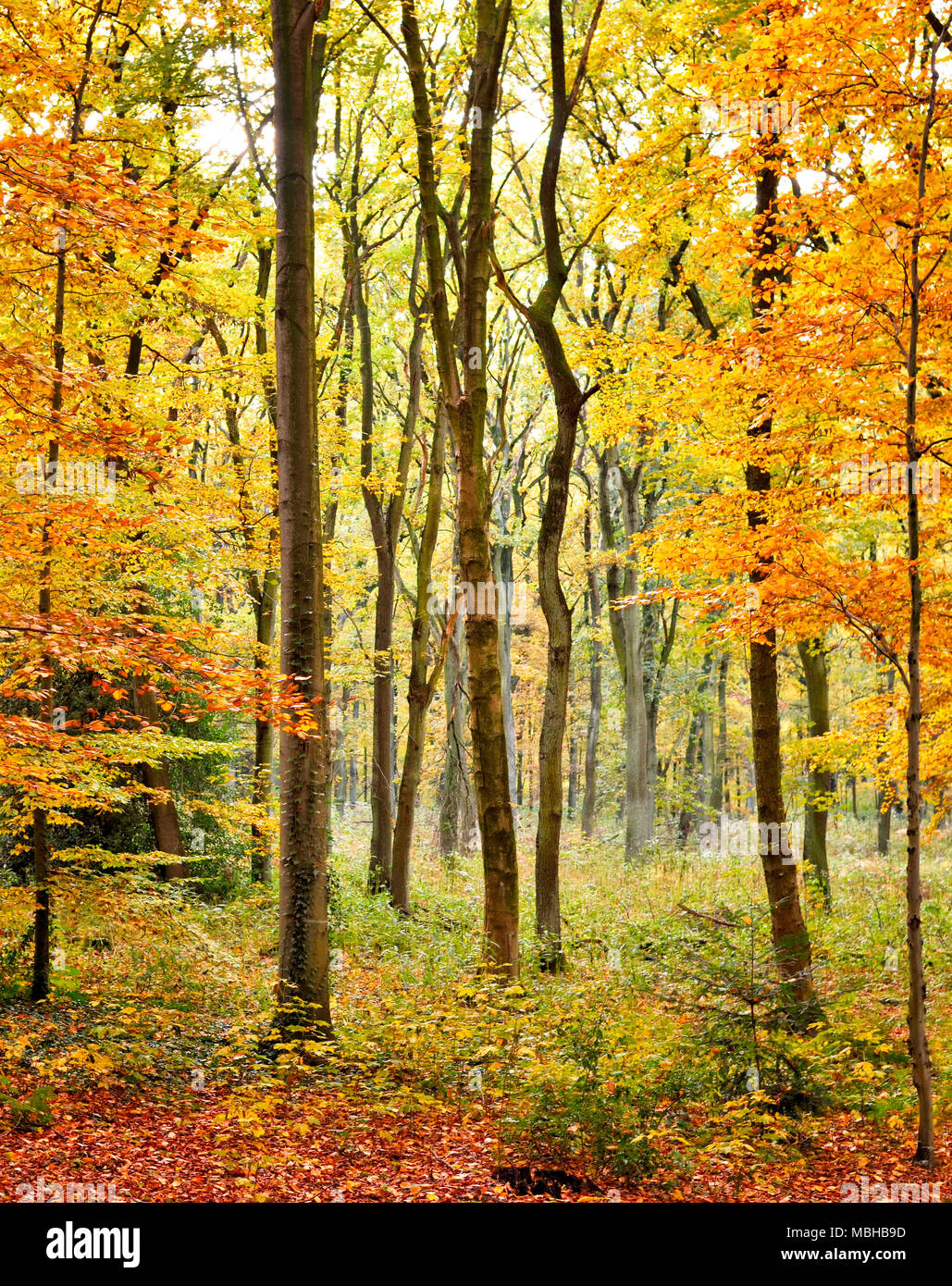 Autumn forest background with footpath and golden sun. Autumn scene ...