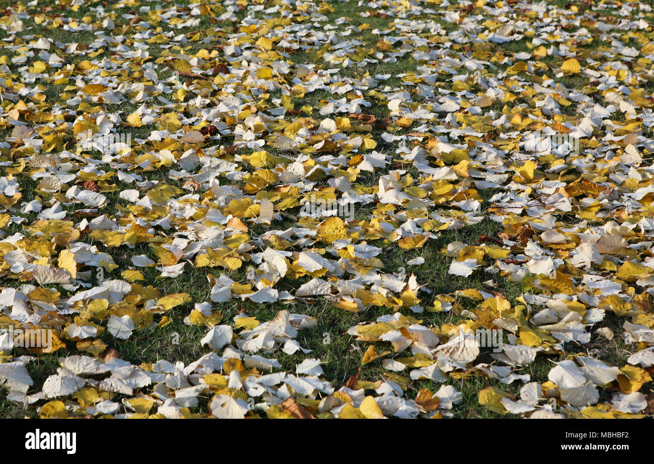 Yellow brown autumn fall leaves in a green field Stock Photo
