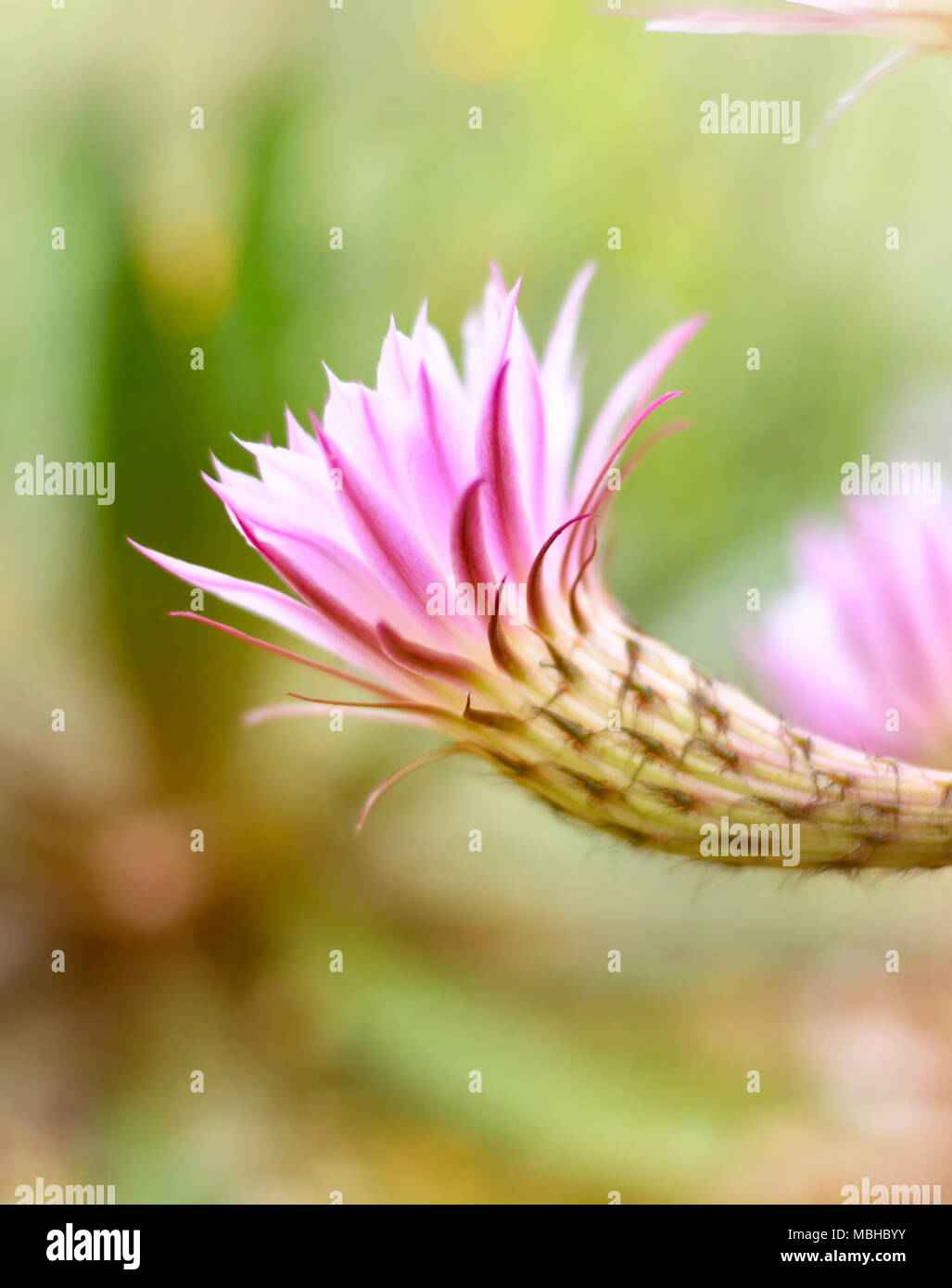 Blossoming cactus with selective focus and pink or rose flowers. Desert plant with beautiful flowers. Stock Photo