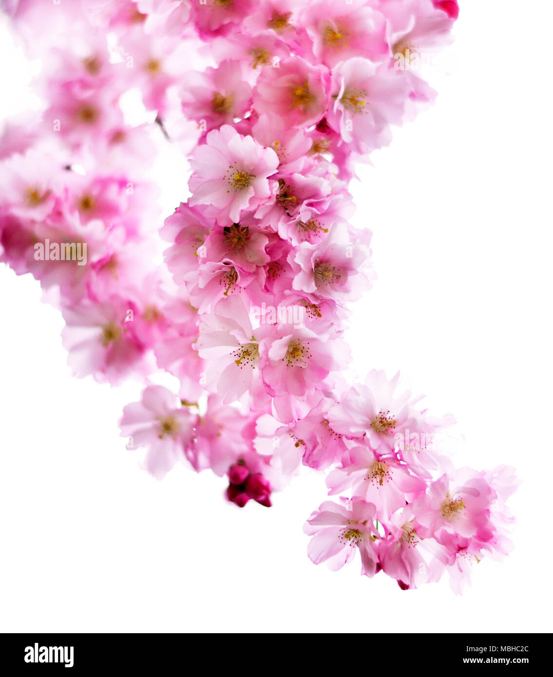 Cherry blossom branch, isolated on white background. Romantic pink