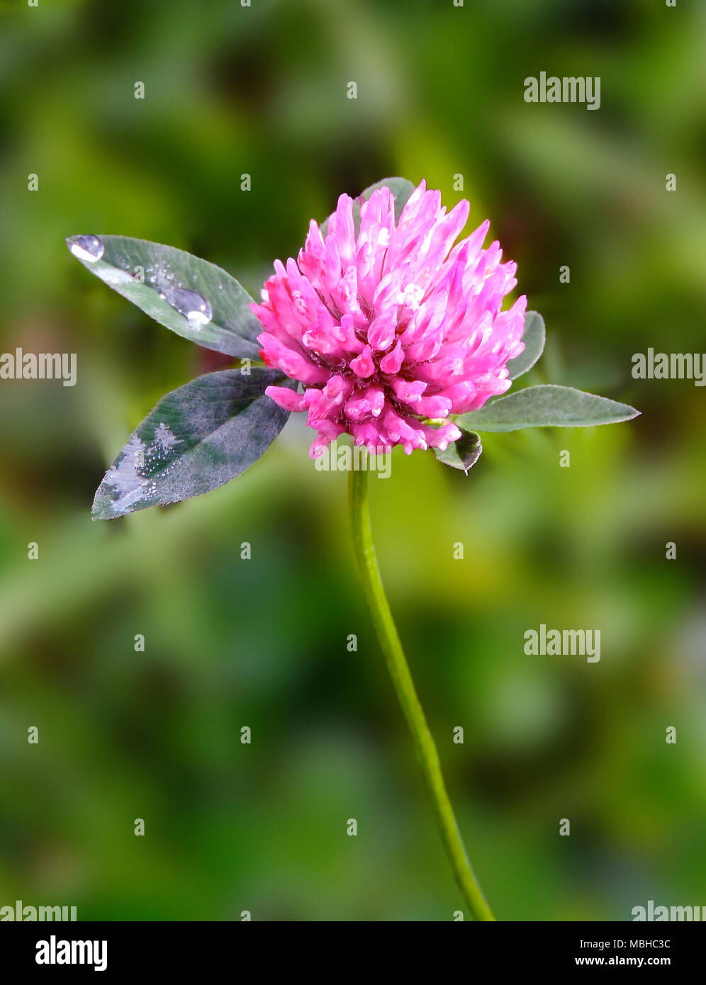Pink Clover Flower With Dew Drops And Selective Focus Close Up Shot Of Wild Blooming Clover Stock Photo Alamy Pink Clover Flower With Dew Drops And Selective Focus Close Up Shot Of Wild Blooming Clover Stock Photo Alamy