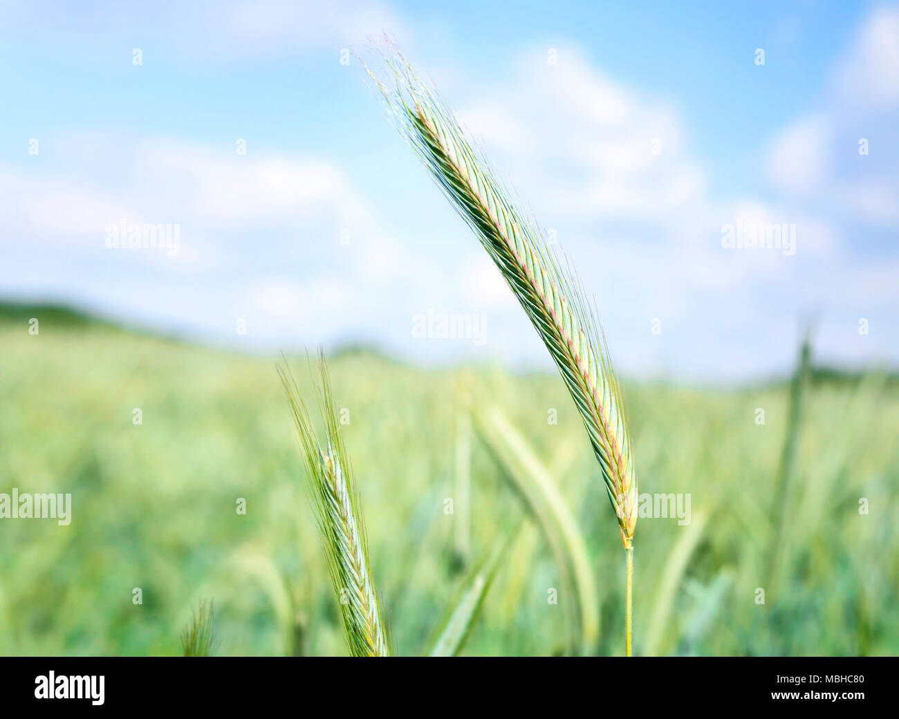 Rye field in the sun with green ears of rye and blue sky with fluffy ...