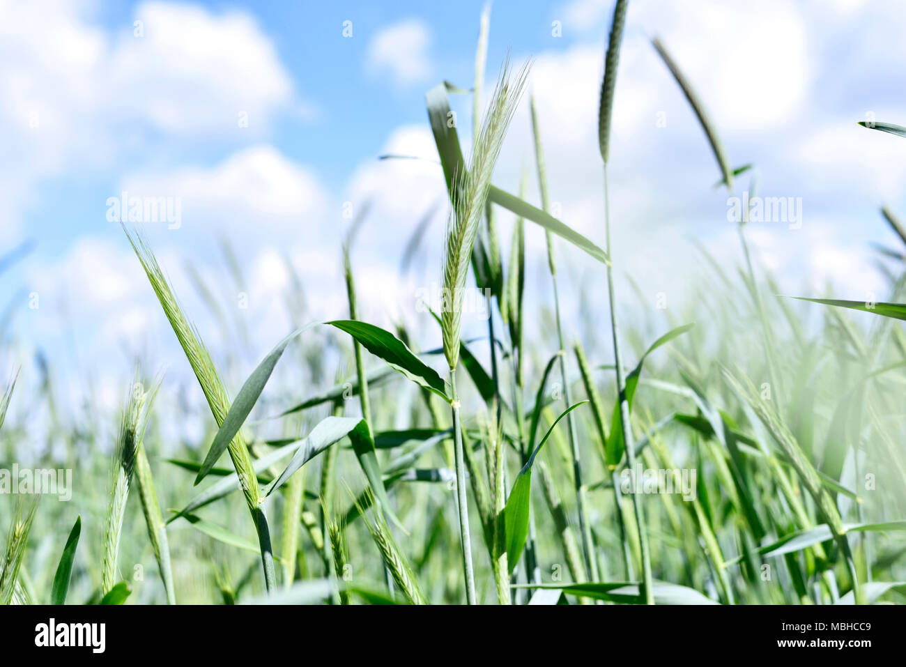 Rye field in the sun with green ears of rye and blue sky with fluffy ...