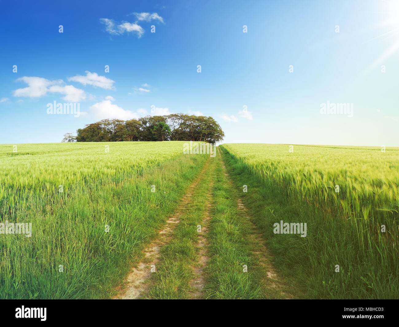 Rye field in the sun with green ears of rye and blue sky with fluffy ...