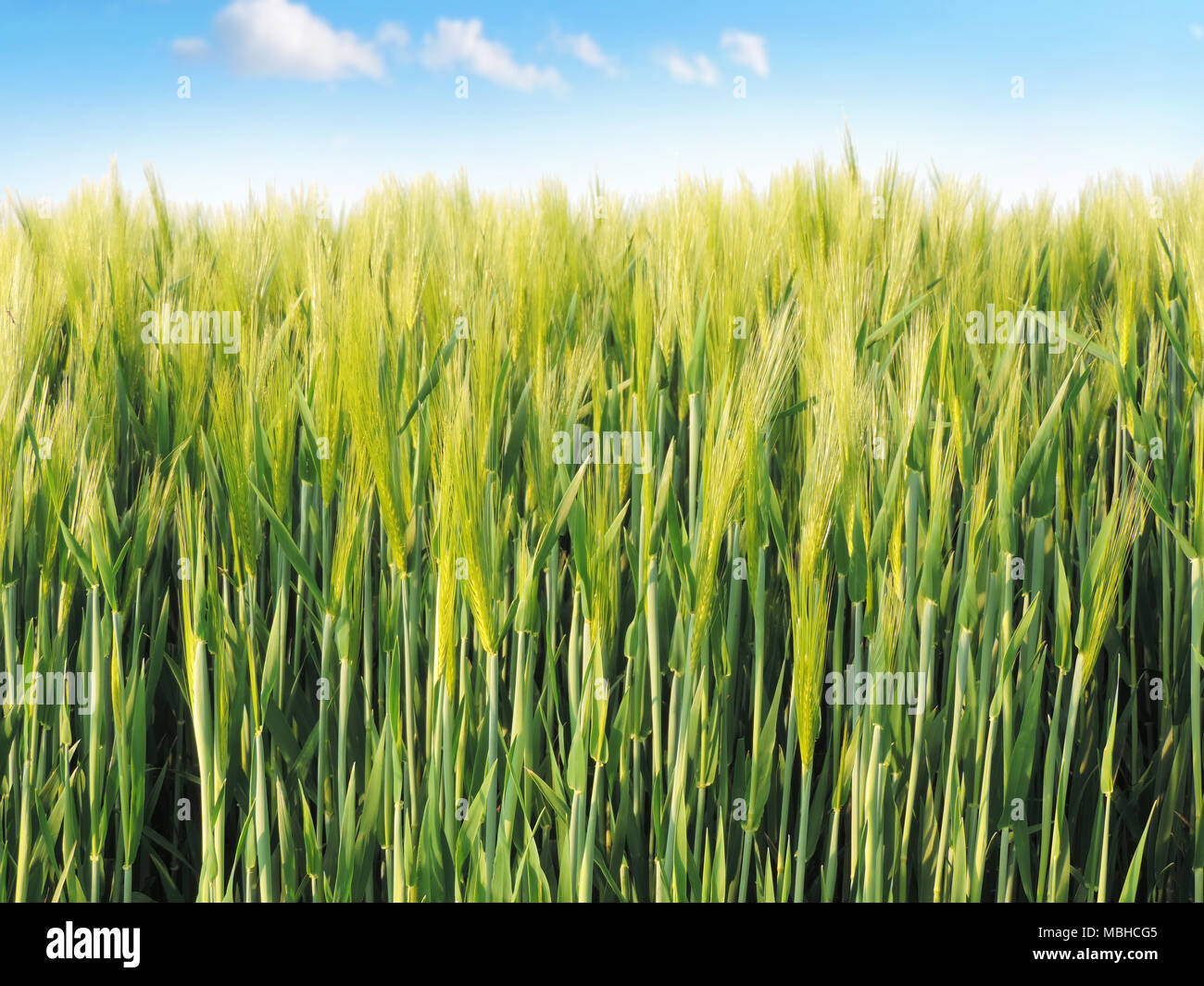 Rye field in the sun with green ears of rye and blue sky with fluffy ...