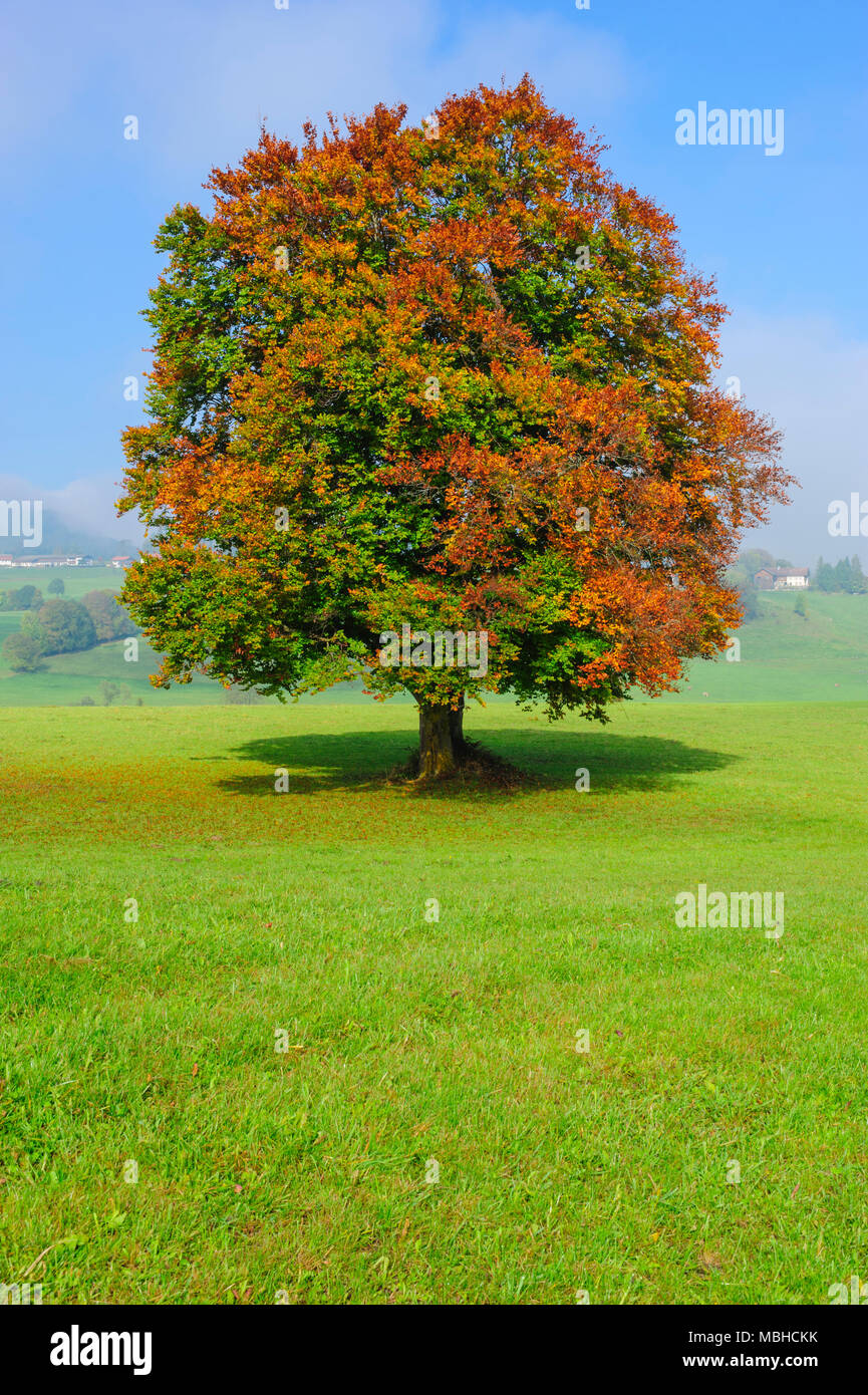 single big beech tree in field with perfect treetop Stock Photo