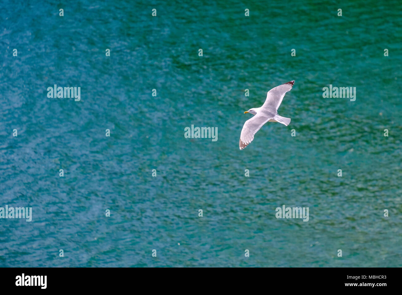 HERRING GULL FLYING OVER SEA Stock Photo