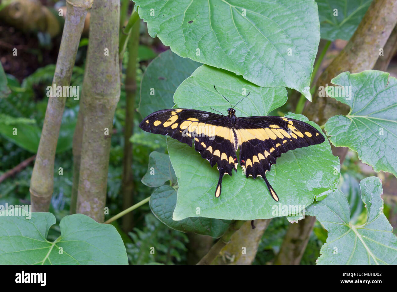 Black and yellow butterfly resting on a large leaf Stock Photo Alamy